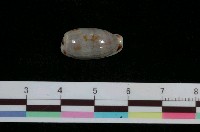 藏品(寬口寶螺)的圖片